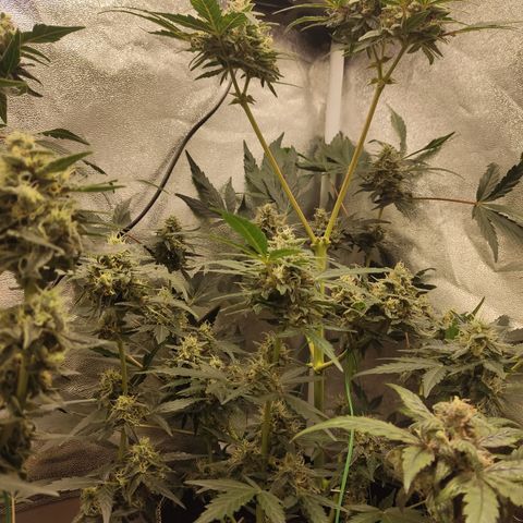 Runtz Auto growlog timeline photo