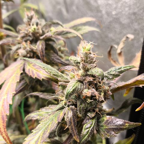 Mimosa x Orange punch auto  growlog timeline photo