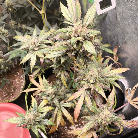 Mimosa x Orange punch auto  growlog timeline photo