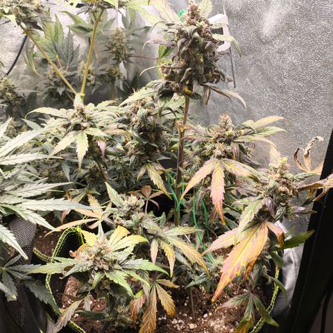 Mimosa x Orange punch auto  growlog timeline photo
