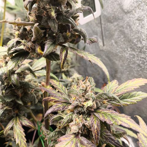 Mimosa x Orange punch auto  growlog timeline photo
