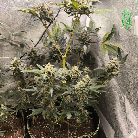 Runtz Auto growlog timeline photo