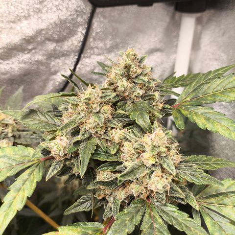 Runtz Auto growlog timeline photo