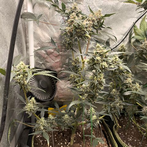 Skywalker OG Auto growlog timeline photo