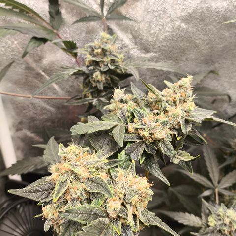 Skywalker OG Auto growlog timeline photo