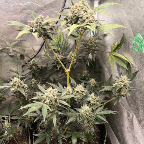 Runtz Auto growlog timeline photo