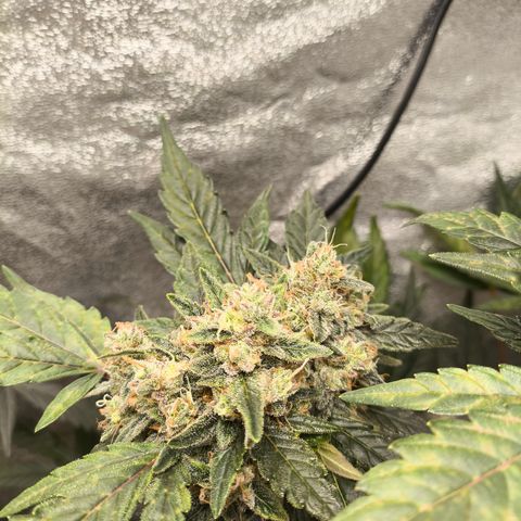 Runtz Auto growlog timeline photo