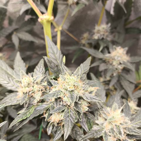 Runtz Auto growlog timeline photo