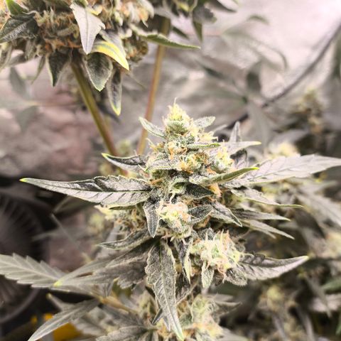Skywalker OG Auto growlog timeline photo