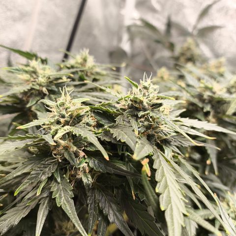 Purple Punch auto  growlog timeline photo