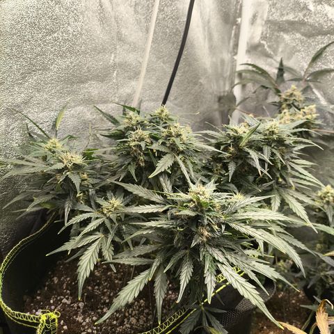 Purple Punch auto  growlog timeline photo