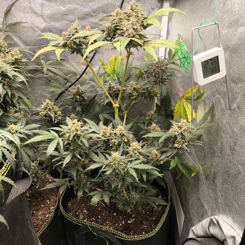 Runtz Auto growlog timeline photo