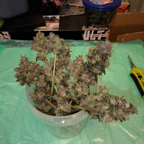 Mimosa x Orange punch auto  growlog timeline photo