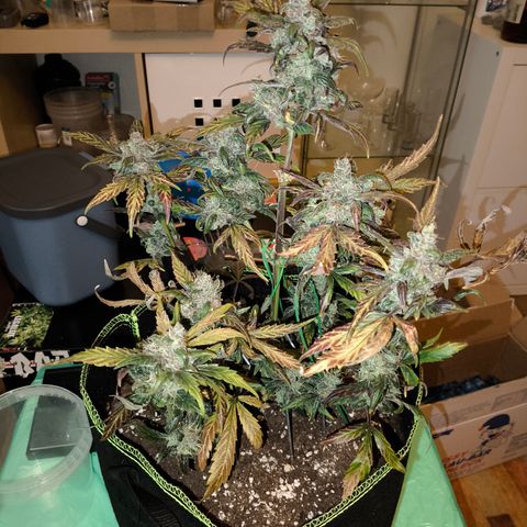 Mimosa x Orange punch auto  growlog timeline photo