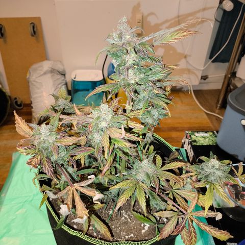 Mimosa x Orange punch auto  growlog timeline photo