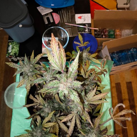 Mimosa x Orange punch auto  growlog timeline photo