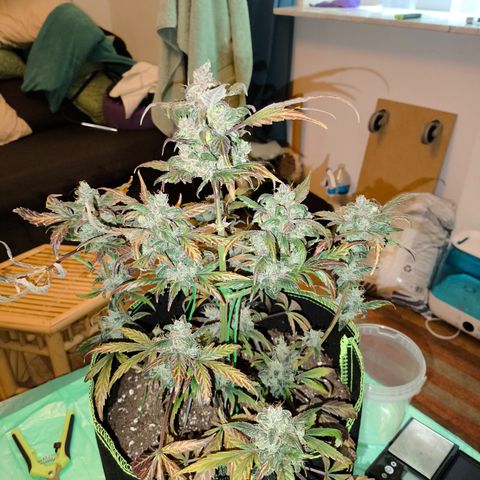 Mimosa x Orange punch auto  growlog timeline photo