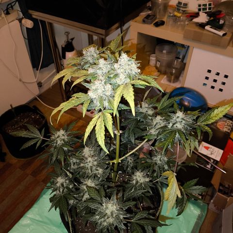 Runtz Auto growlog timeline photo