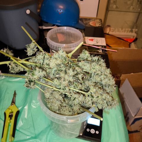 Runtz Auto growlog timeline photo