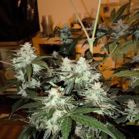 Runtz Auto growlog timeline photo