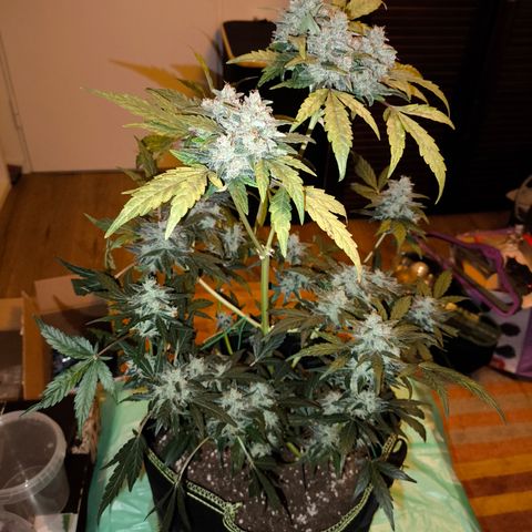 Runtz Auto growlog timeline photo