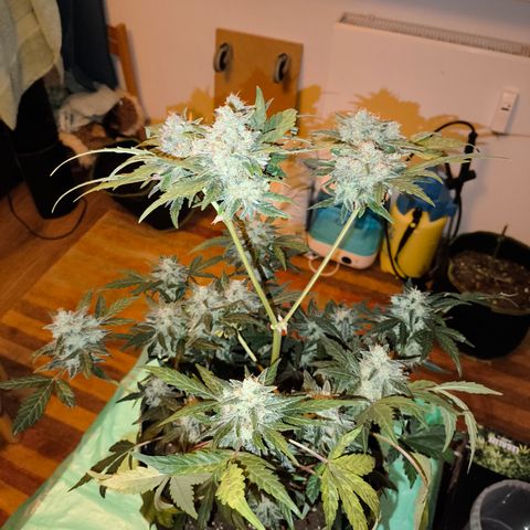 Runtz Auto growlog timeline photo