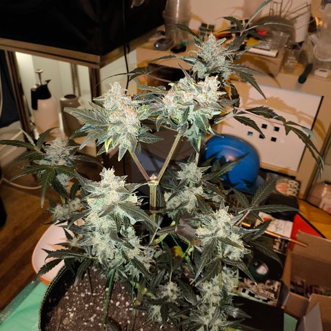 Skywalker OG Auto growlog timeline photo