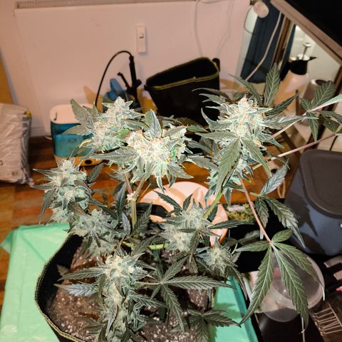 Skywalker OG Auto growlog timeline photo