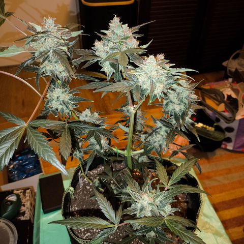 Skywalker OG Auto growlog timeline photo