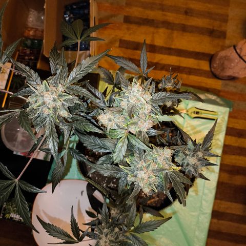 Skywalker OG Auto growlog timeline photo