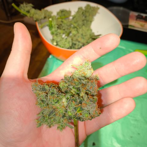 Skywalker OG Auto growlog timeline photo