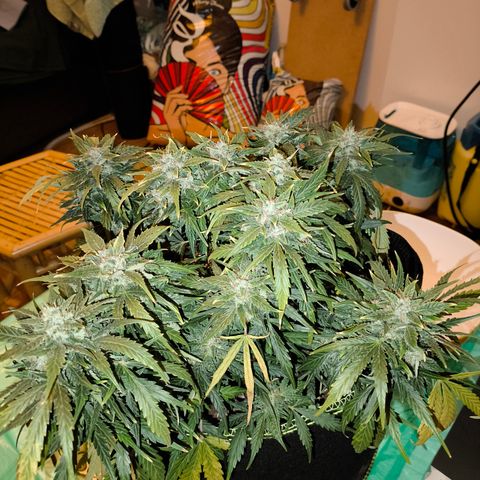Purple Punch auto  growlog timeline photo