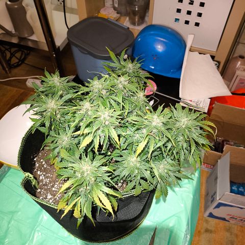 Purple Punch auto  growlog timeline photo