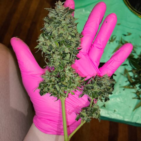 Purple Punch auto  growlog timeline photo