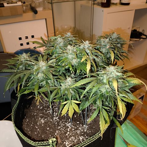 Purple Punch auto  growlog timeline photo