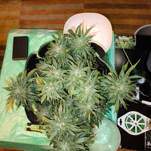 Purple Punch auto  growlog timeline photo