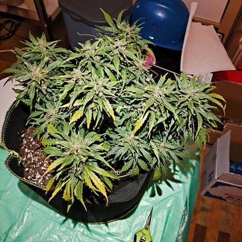 Purple Punch auto  growlog timeline photo