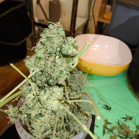 Purple Punch auto  growlog timeline photo