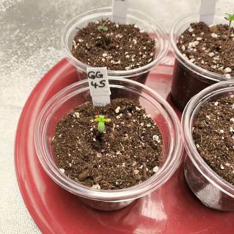 GG4 Sherbet FF growlog timeline photo