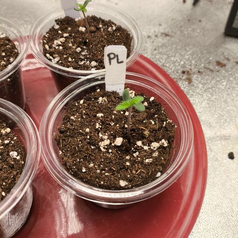 Purple Lemonade FF growlog timeline photo