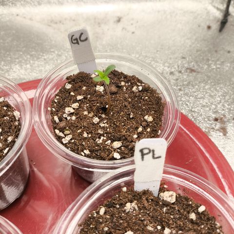 Gorilla Cookies FF growlog timeline photo