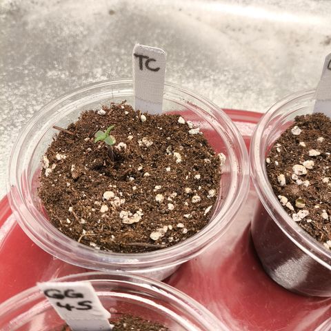 Tropicana Cookies FF growlog timeline photo