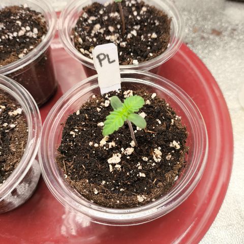 Purple Lemonade FF growlog timeline photo