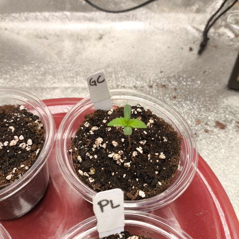 Gorilla Cookies FF growlog timeline photo
