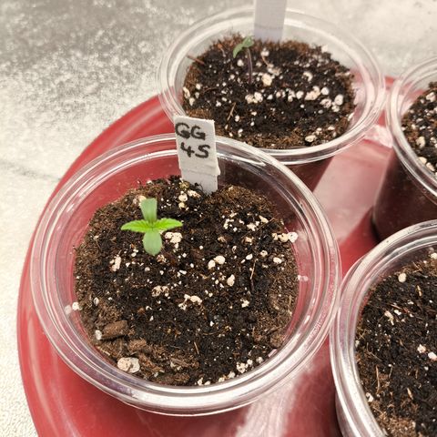 GG4 Sherbet FF growlog timeline photo