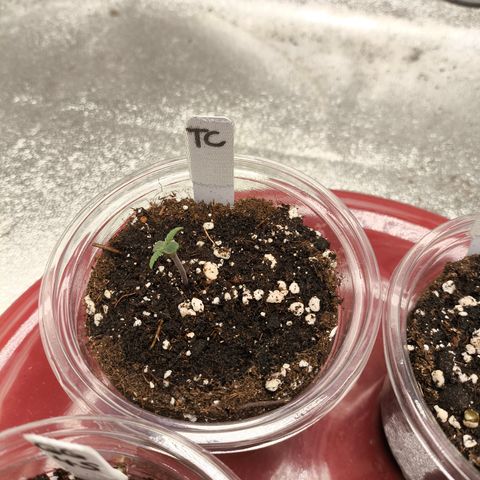 Tropicana Cookies FF growlog timeline photo