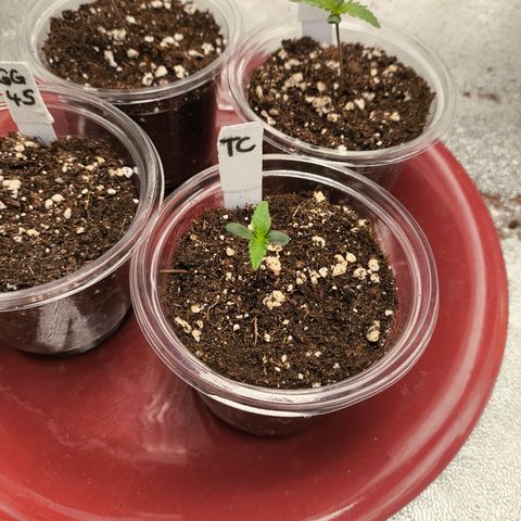 Tropicana Cookies FF growlog timeline photo