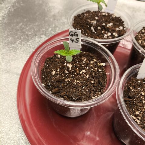 GG4 Sherbet FF growlog timeline photo