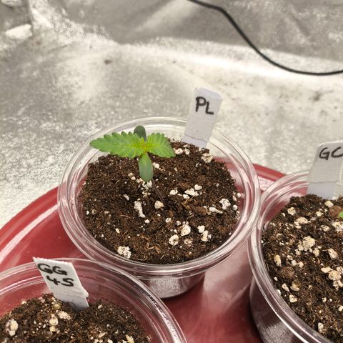 Purple Lemonade FF growlog timeline photo