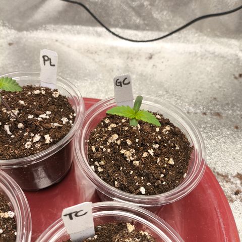 Gorilla Cookies FF growlog timeline photo